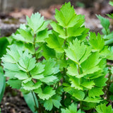 Lovage Seeds - 1000+ Count - For 2026 Planting Levisticum officinalis European Garden Plants