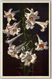 Flowers~Lilium Longiflorum Garden Lily Painting~Printed In Switzerland~Postcard Lily