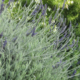2 Godwins Creek Lavender Plants Live, 3Ð8" Tall, Ships No Pot Garden Plants