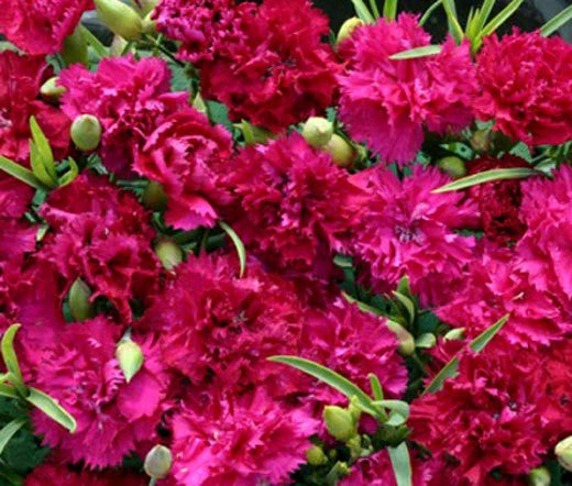 CARNATION CHABAUD MAGENTA Dianthus Caryophyllus - 20 Seeds Garden Plants