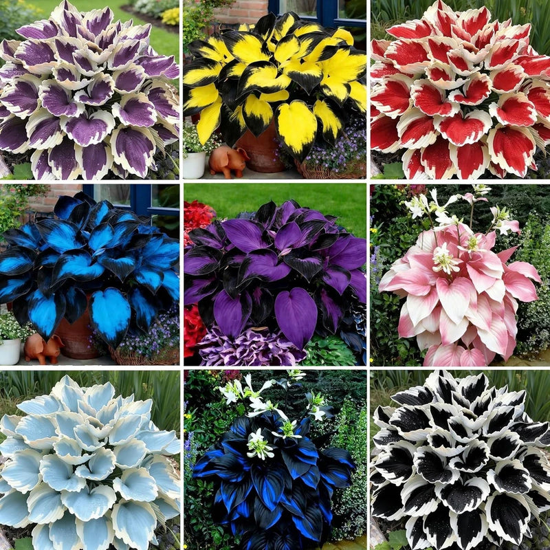 Hosta Seeds for Planting, 300+pcs Rare Perennial Hosta Flower Seeds. Heirloom Lily