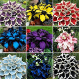 Hosta Seeds for Planting, 300+pcs Rare Perennial Hosta Flower Seeds. Heirloom Lily
