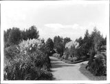 Pampas grass in the garden of East Lake Park later Lincoln Park Lo - Old Photo Pampas Grass