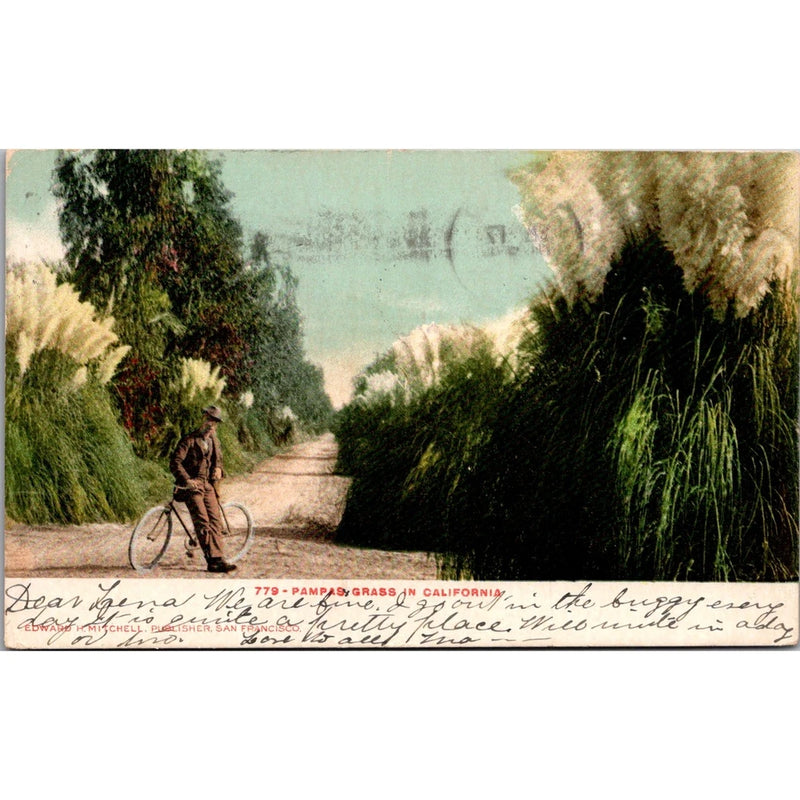 Pampas Grass In California 1907 Fresno CA Vintage Postcard SPV3 Pampas Grass