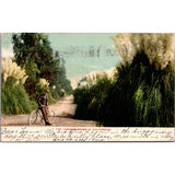 Pampas Grass In California 1907 Fresno CA Vintage Postcard SPV3 Pampas Grass