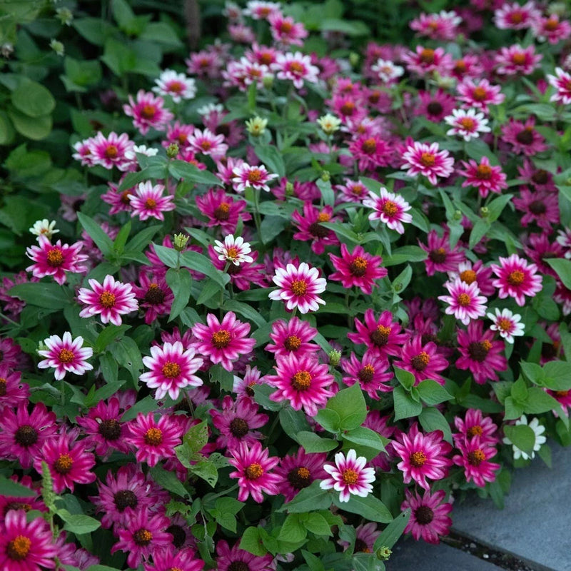 100+ Profusion Cherry Bicolor Zinnia Seeds for Garden - USA - FREE SHIPPING! Garden Plants
