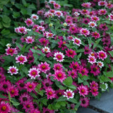 100+ Profusion Cherry Bicolor Zinnia Seeds for Garden - USA - FREE SHIPPING! Garden Plants