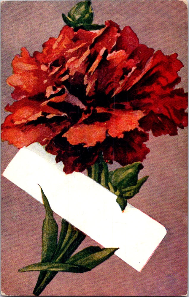 Vintage Postcard Red Carnation Flower Blank Banner Greeting Art Carnation