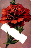 Vintage Postcard Red Carnation Flower Blank Banner Greeting Art Carnation