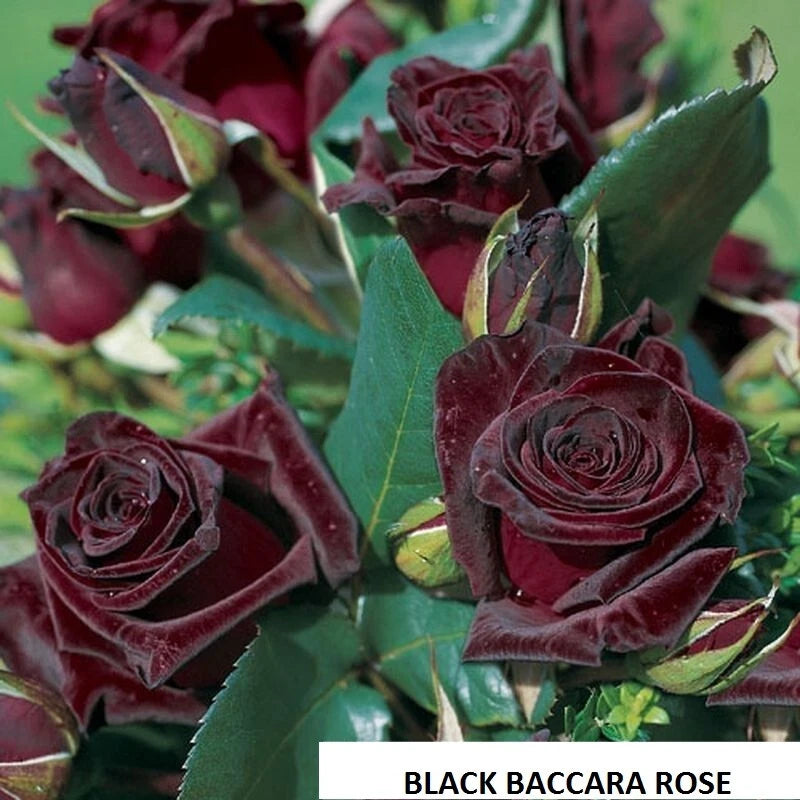 'Black Baccara' rose - 5 semi green stem not rooted cuttings- rare and unusual Roses