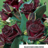 'Black Baccara' rose - 5 semi green stem not rooted cuttings- rare and unusual Roses