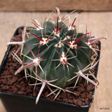 D7544 FEROCACTUS LATISPINUS pot9-H7-W7 cm MaMa Cactus Green Plant