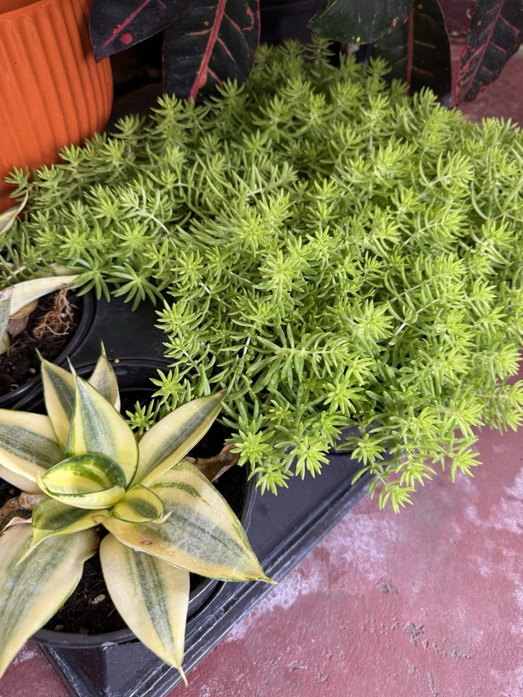 Potted Sedum 'Angelina' succulent with dense lime-green spiky leaves