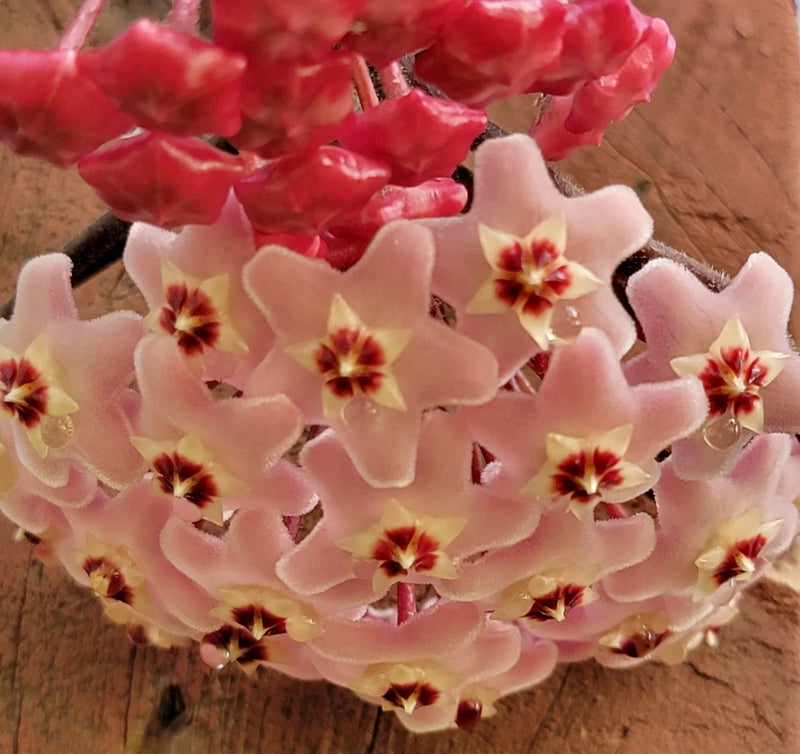 Pink hoya wax vine flowers with red centers on vine