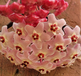 Hoya carnosa (Pink Flowers) Wax Vine Plant - Easy to Grow! Chocolate Fragrance! Orchids