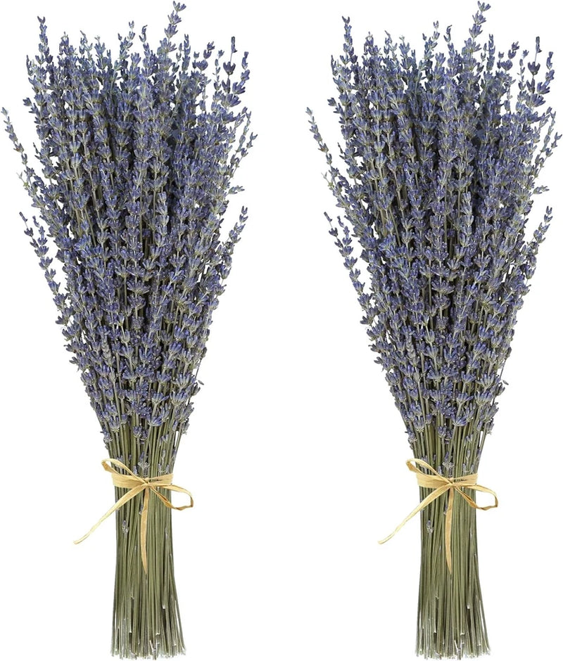 Two bunches dried lavender flowers, purple buds tied with natural twine