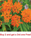 50 Orange Butterfly Weed Seeds (Asclepias tuberosa) Free Shipping Flowering Plants