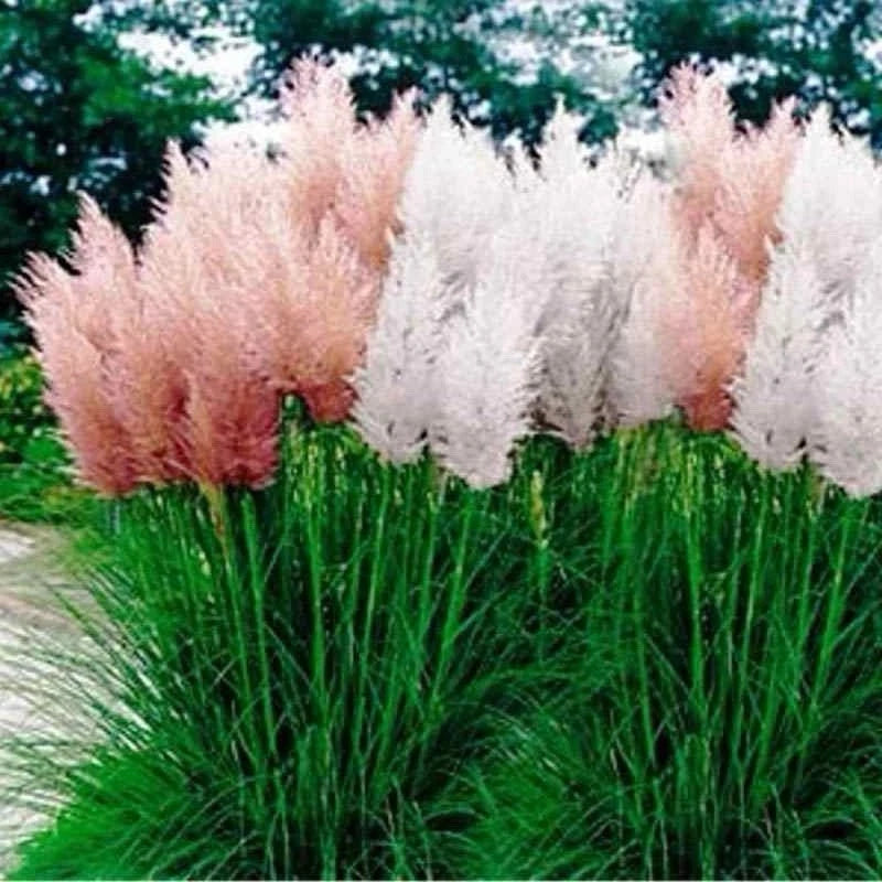 Pampas Grass Seeds - Mix | 25 Seeds - Perennial Ornamental FREE SHIP USA SELLER Pampas Grass