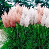 Pampas Grass Seeds - Mix | 25 Seeds - Perennial Ornamental FREE SHIP USA SELLER Pampas Grass