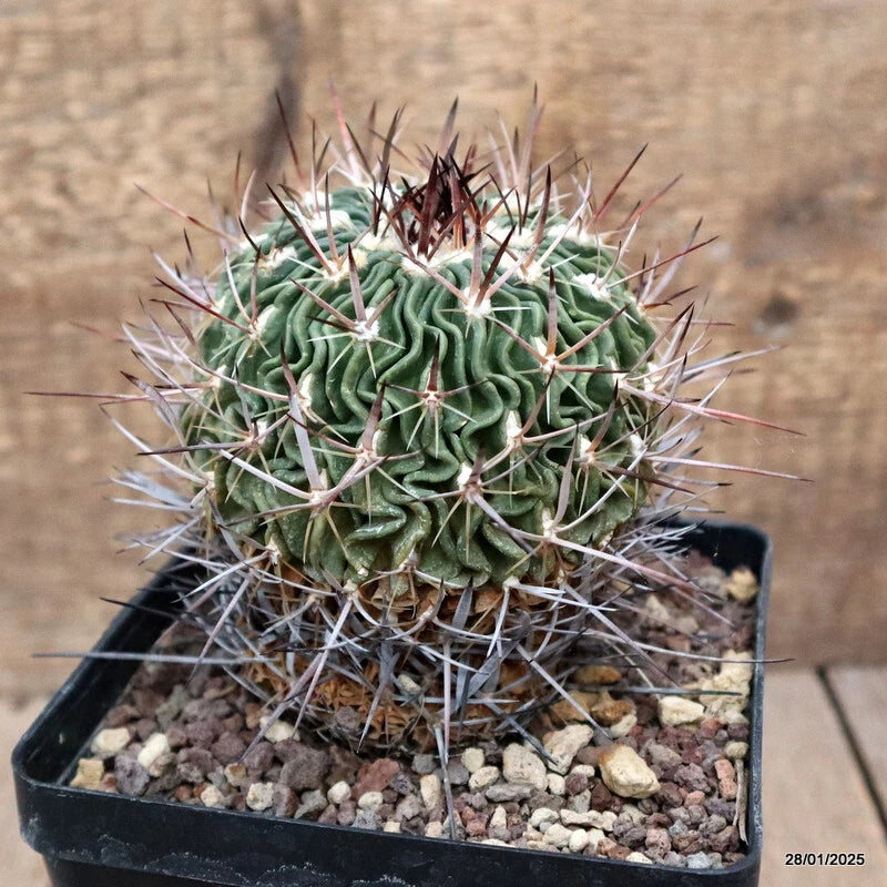 Potted green cactus with ribbed body and long white spines in black pot