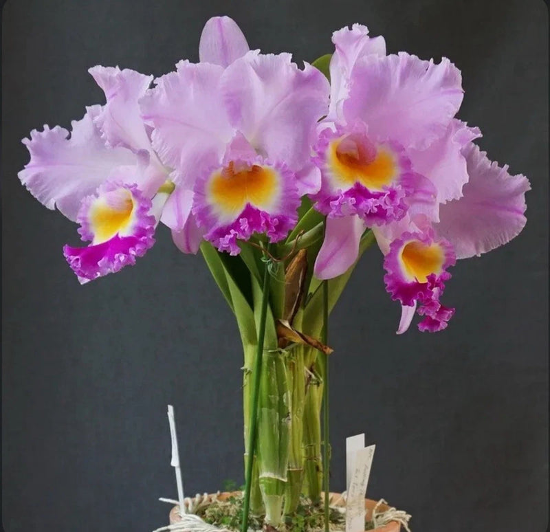 Light purple and pink orchid flowers with yellow centers in a clear vase