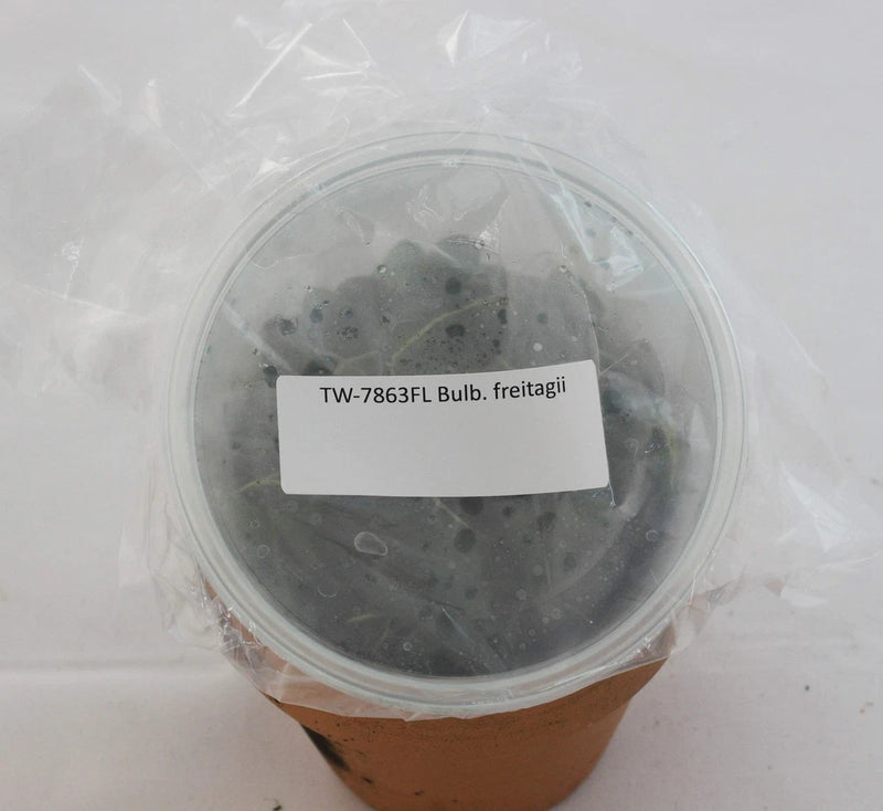 Orchid bulb in clear flask container with label, dark growing medium