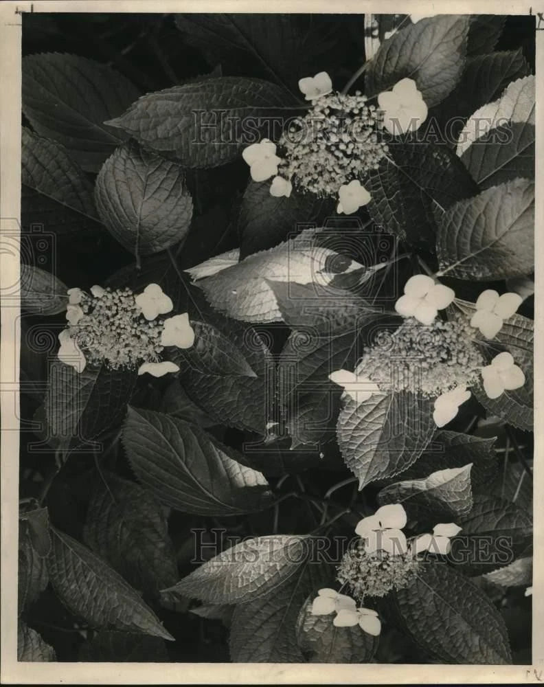 1967 Press Photo Lacecap hydrangea flowers in bloom - noc95125 Hydrangea