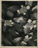 1967 Press Photo Lacecap hydrangea flowers in bloom - noc95125 Hydrangea