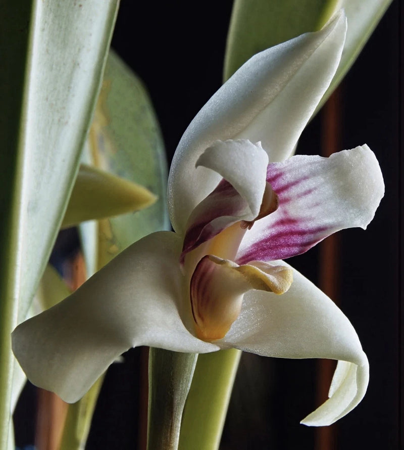 White Maxillaria orchid with purple-striped petals and curved flower on green stem