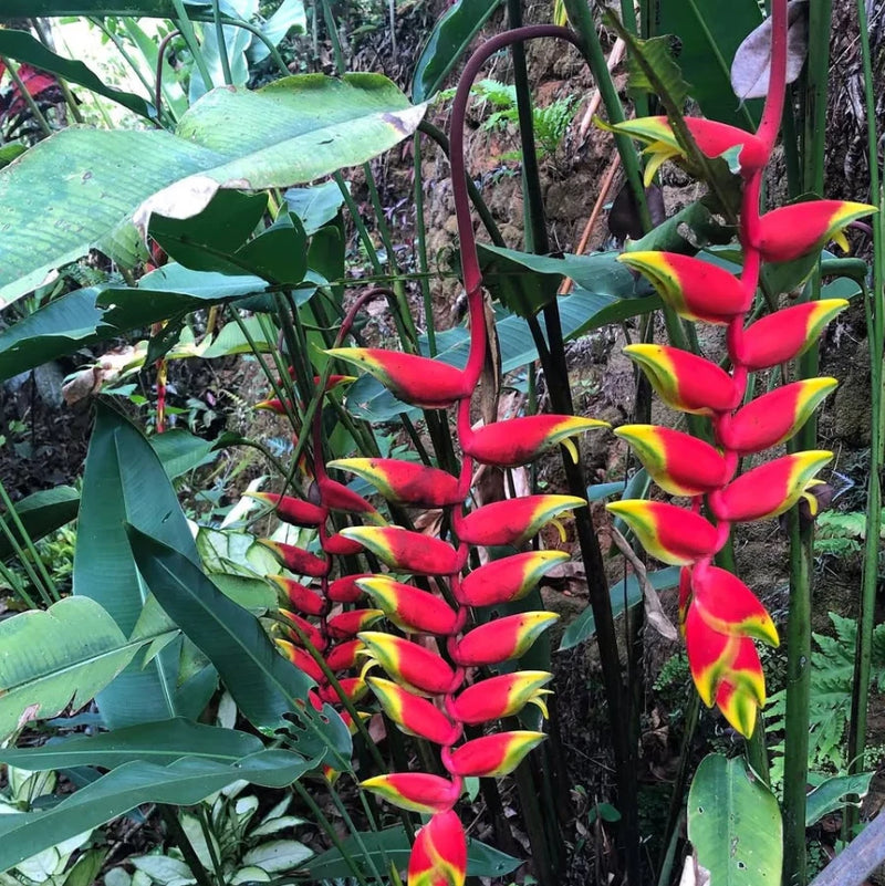 Set 2 Heliconia Rostrata Pendant Rhizomes Ð Live Tropical Flower Rhizomes Flowering Plants