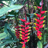 Set 2 Heliconia Rostrata Pendant Rhizomes Ð Live Tropical Flower Rhizomes Flowering Plants