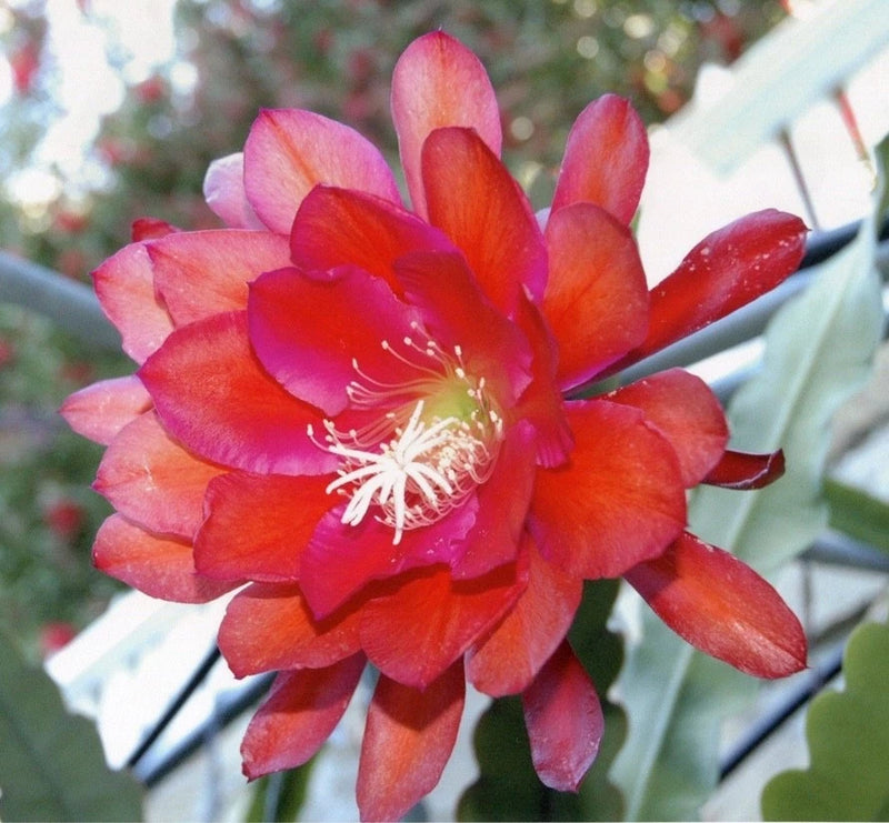 Orchid cactus flower with red-pink layered petals and white stamens