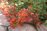 Bougainvillea - 'Orange King' Flowering Plants
