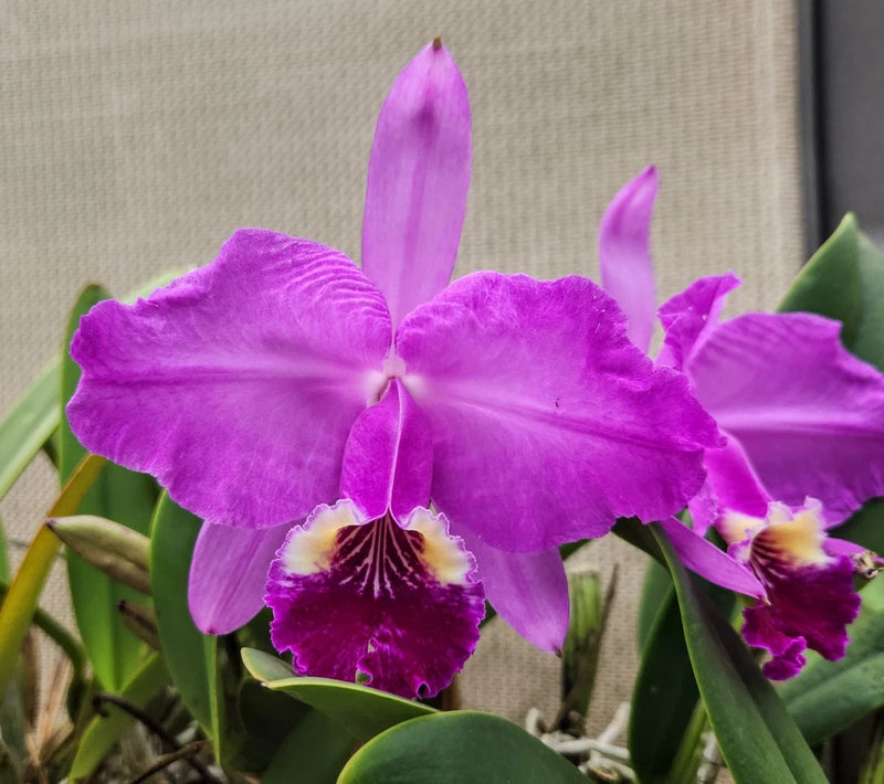 Purple Cattleya orchid cluster with ruffled petals and yellow-purple centers