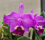 Cattleya Species-CV-Cattleya lueddemanniana 'Chapita' Orchids