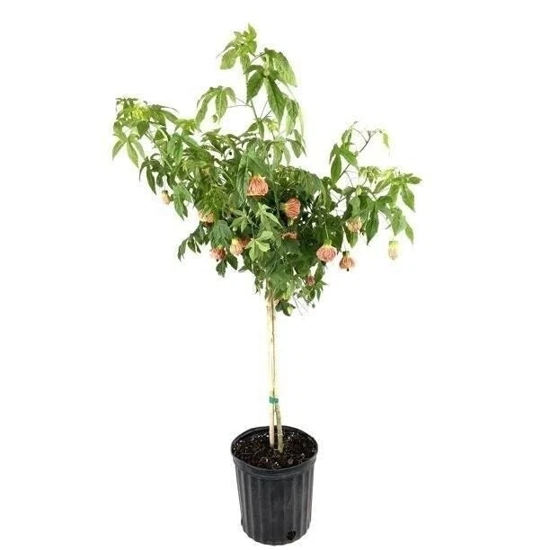 Live red tiger plant with small orange flowers in a black 10-inch pot