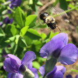 Wild Blue Indigo Seeds (Baptisia australis) ~Native Perennial Pollinator Garden Garden Plants
