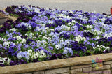 200+ Ocean Breeze Mix Pansy (Viola) Seeds for Garden - USA - FREE SHIPPING! Garden Plants