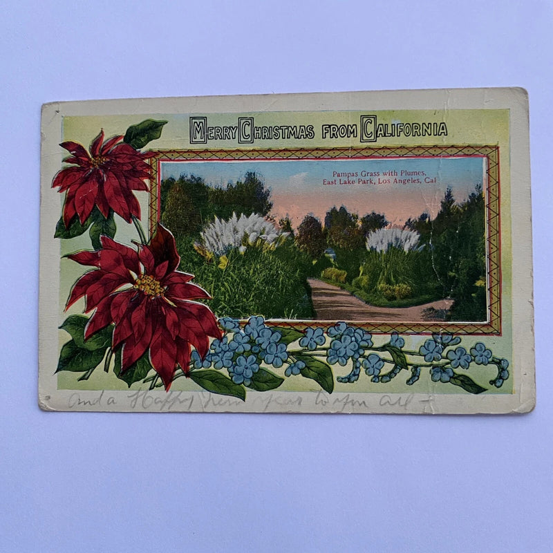 Merry Christmas From California Pampas Grass East Lake Park Postcard Posted 1914 Pampas Grass