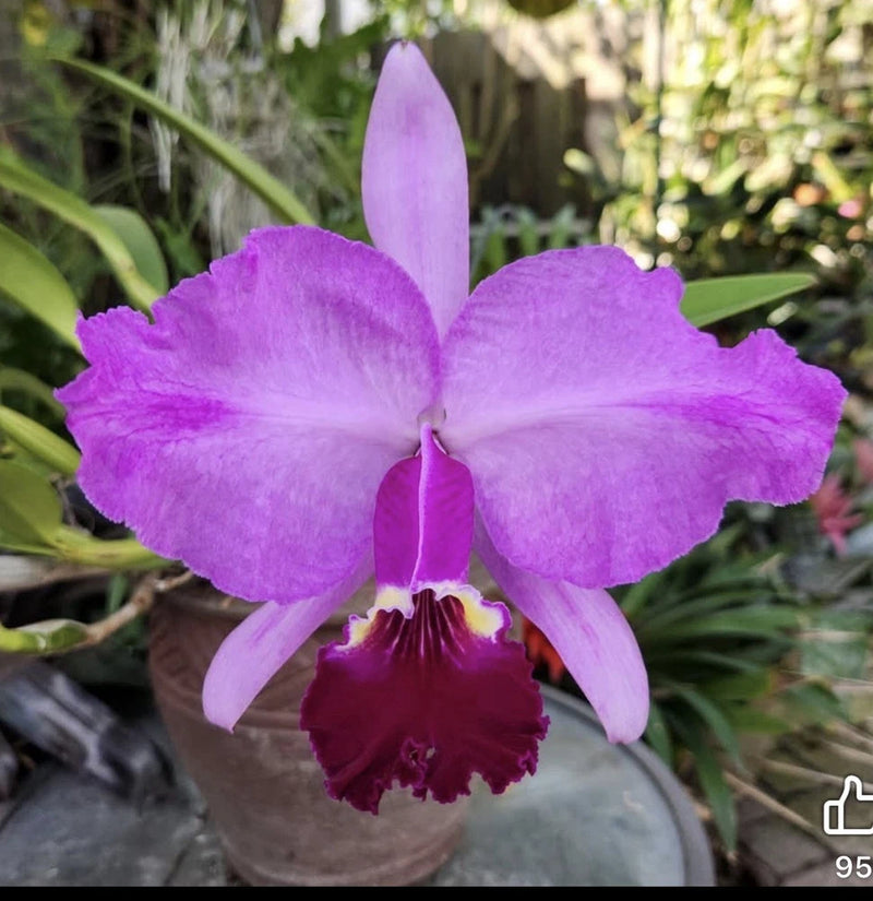 Purple Cattleya orchid flower with dark magenta lip, 3 broad petals and sepals