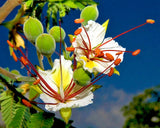 DELONIX DECARYI, Flamboyant poinciana tree VERY RARE bonsai plant seed - 5 SEEDS Orchids