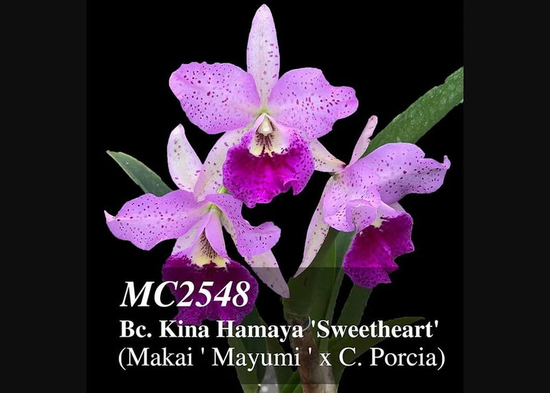 Orchid flower arrangement with five purple and pink speckled blooms and green leaves