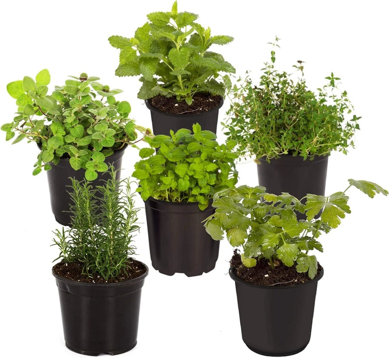 Hand Selected Herb Starter Pack 6 Aromatic Live Plants for Garden Cooking Garden Plants