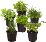 Hand Selected Herb Starter Pack 6 Aromatic Live Plants for Garden Cooking Garden Plants