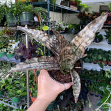 Sansevieria Kirkii Brown Variegated Rare Unique Snake Plant Flowering Plants