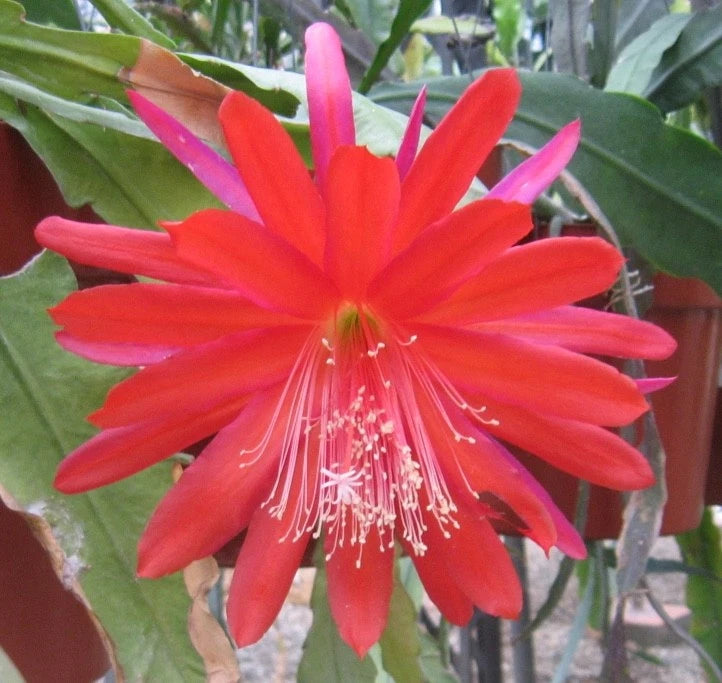 Orchid cactus flower with bright red-orange petals and pink tips, long white stamens