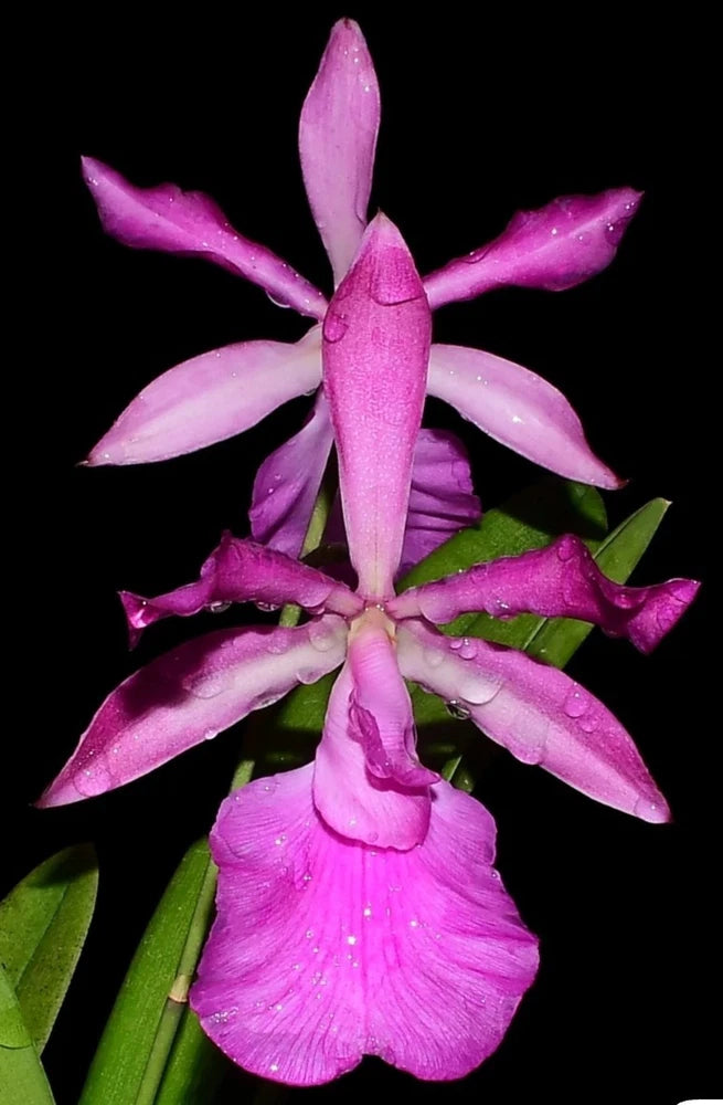 Live orchid plant with bright pink-purple blooms and green leaves, close-up flower