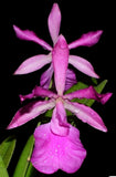 Encyleyvola Amigo Edwin Blooming size Live Orchid hybrid Cattleya plant pink #2 Orchids