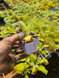 2-PACK small live  purple FOXGLOVE plants flowers in 3" pots Garden Plants