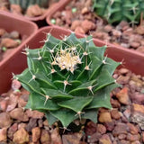 2.5CM Succulent Cactus Plant Obregonia Denegrii Cactaceae Home Garden Beautiful Garden Plants